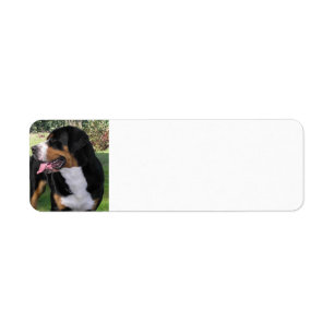 größerer Schweizer Gebirgshund