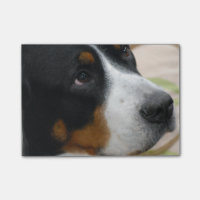 Größerer Schweizer Gebirgshund