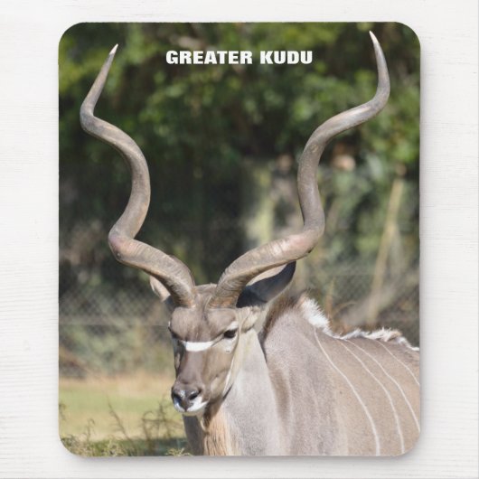 Größeres Kudu Mousepad (Vorne)