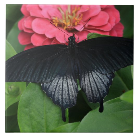 Grosses (6" x 6") Keramik Foto Tile/Schmetterling Fliese (Vorderseite)