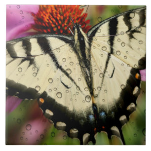 Grosses (6" x 6") Keramik Foto Tile/Schmetterling Fliese