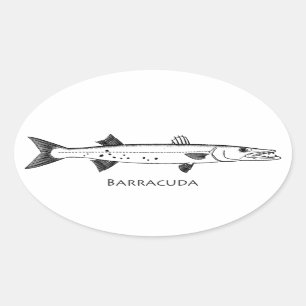 Großes Barracuda-Logo Ovaler Aufkleber