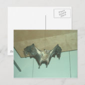 Großes Bat "fliegender Fuchs" Postkarte (Vorne/Hinten)