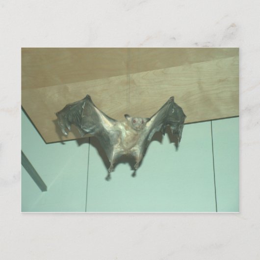 Großes Bat "fliegender Fuchs" Postkarte (Vorderseite)