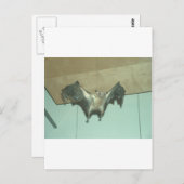 Großes Bat "fliegender Fuchs" Postkarte (Vorne/Hinten)