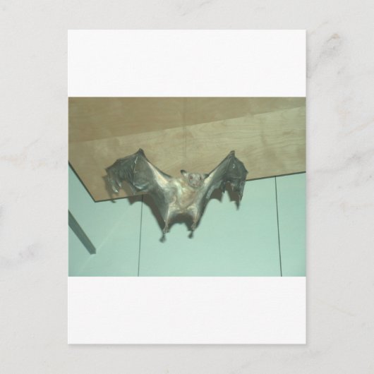 Großes Bat "fliegender Fuchs" Postkarte (Vorderseite)