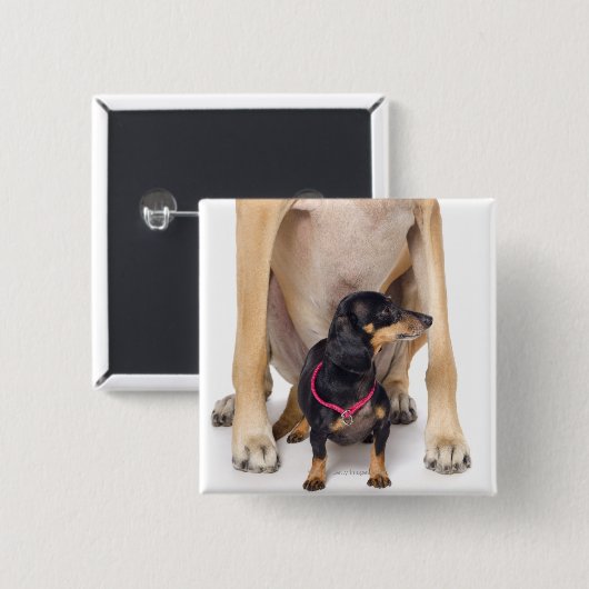 Großes Dane- und Dackel-Portrait Button (Vorne & Hinten)