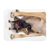 Großes Dane- und Dackel-Portrait Magnet (Horizontal)