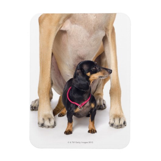 Großes Dane- und Dackel-Portrait Magnet (Vertikal)