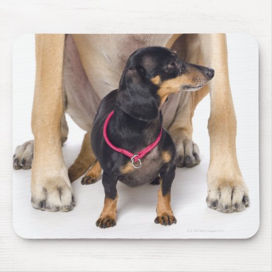 Großes Dane- und Dackel-Portrait Mousepad (Vorne)