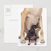 Großes Dane- und Dackel-Portrait Postkarte (Vorne/Hinten)