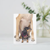 Großes Dane- und Dackel-Portrait Postkarte (Stehend Vorderseite)
