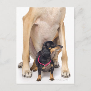 Großes Dane- und Dackel-Portrait Postkarte