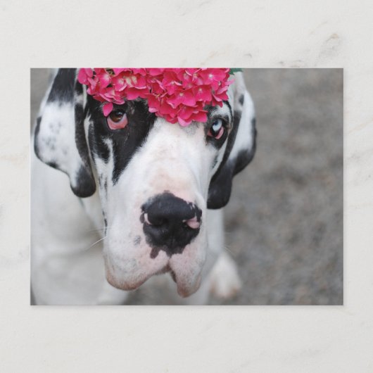Großes Dasein mit Blume Postkarte (Vorderseite)
