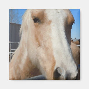 Großes dunkle Augengoldenes blondes Palomino-Pony Magnet