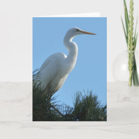 Großes Egret in Sunny Florida Karte (Vorderseite)