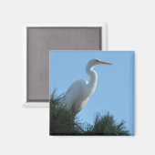 Großes Egret in Sunny Florida Magnet (Vorderseite/Rückseite)