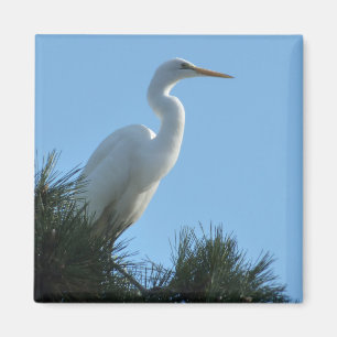 Großes Egret in Sunny Florida Magnet