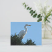 Großes Egret in Sunny Florida Postkarte (Stehend Vorderseite)