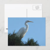 Großes Egret in Sunny Florida Postkarte (Vorne/Hinten)