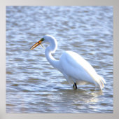 Großes Egret mit Fischplakat Poster (Vorne)