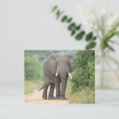 Grosses Elefant-Foto Postkarte (Stehend Vorderseite)