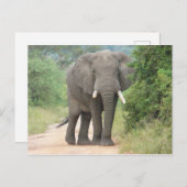Grosses Elefant-Foto Postkarte (Vorne/Hinten)