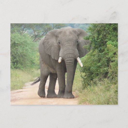Grosses Elefant-Foto Postkarte (Vorderseite)