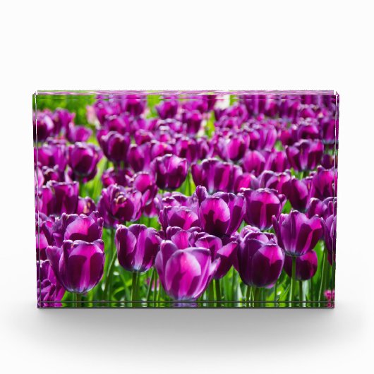 Grosses Feld lila Tulpen Fotoblock (Vorderseite)