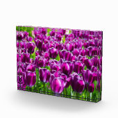 Grosses Feld lila Tulpen Fotoblock (Rechts)