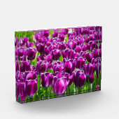Grosses Feld lila Tulpen Fotoblock (Links)
