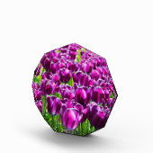 Grosses Feld lila Tulpen Fotoblock (Rechts)