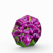 Grosses Feld lila Tulpen Fotoblock (Links)