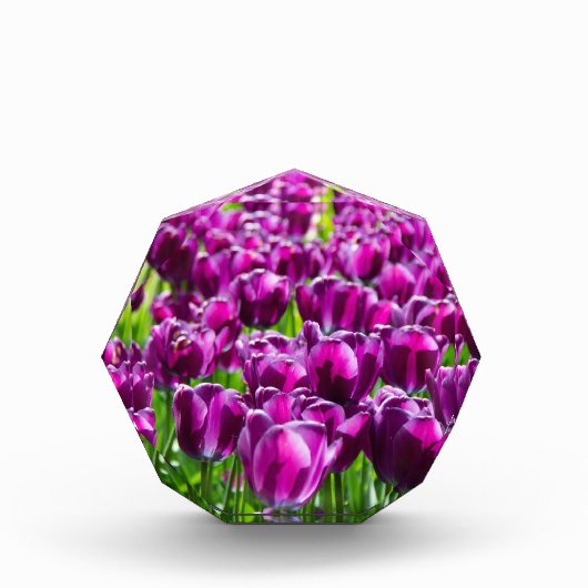 Grosses Feld lila Tulpen Fotoblock (Vorderseite)