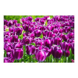 Grosses Feld lila Tulpen Fotodruck