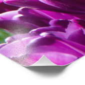 Grosses Feld lila Tulpen Fotodruck (Ecke)