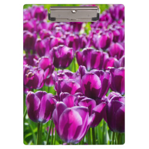 Grosses Feld lila Tulpen Klemmbrett