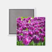 Grosses Feld lila Tulpen Magnet (Vorderseite/Rückseite)