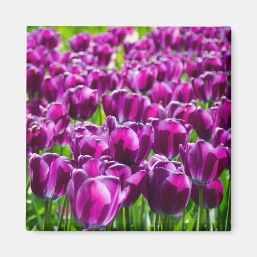 Grosses Feld lila Tulpen Magnet (Vorne)