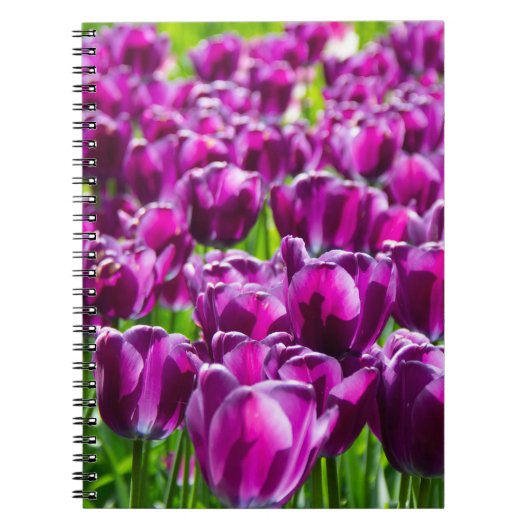 Grosses Feld lila Tulpen Notizblock (Vorderseite)