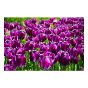 Großes Feld lila Tulpen-Poster Poster