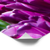 Großes Feld lila Tulpen-Poster Poster (Ecke)