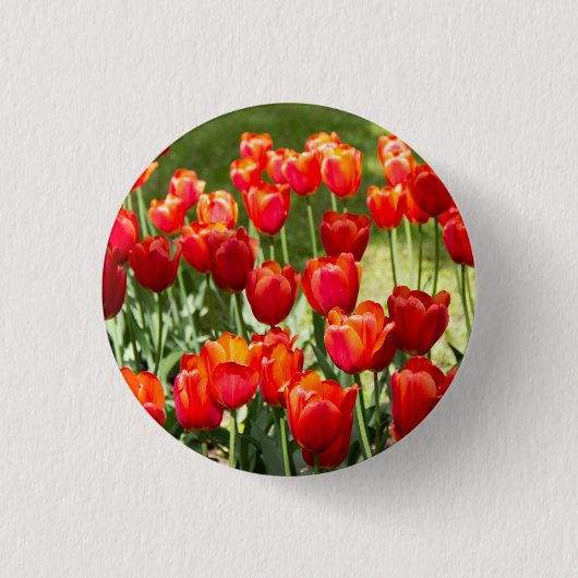 Grosses Feld roter Tulpen Button (Vorderseite)