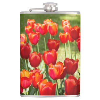 Grosses Feld roter Tulpen Flachmann