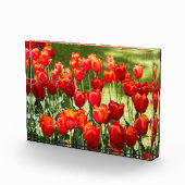 Grosses Feld roter Tulpen Fotoblock (Rechts)