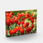 Grosses Feld roter Tulpen Fotoblock (Links)