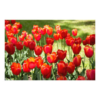 Grosses Feld roter Tulpen Fotodruck