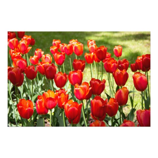 Grosses Feld roter Tulpen Fotodruck (Vorne)