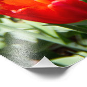 Grosses Feld roter Tulpen Fotodruck (Ecke)