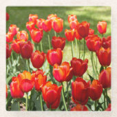 Grosses Feld roter Tulpen Glasuntersetzer (Vorderseite)